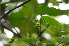 Cosmostigma racemosum